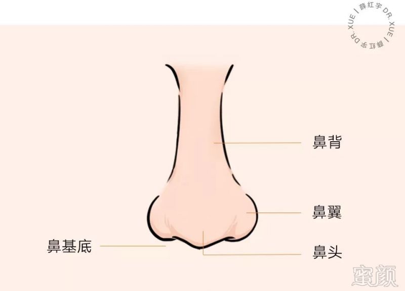 鼻头大面相学图片